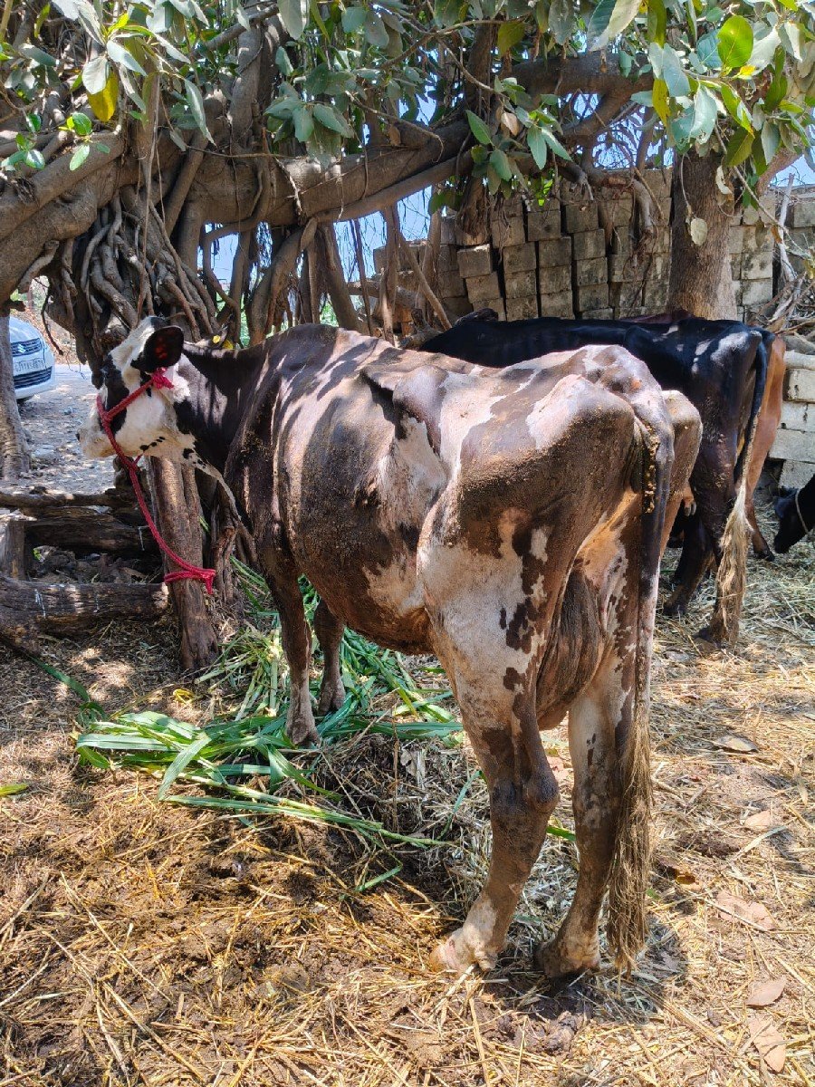 જર્સી ગાય વેચવાની છે