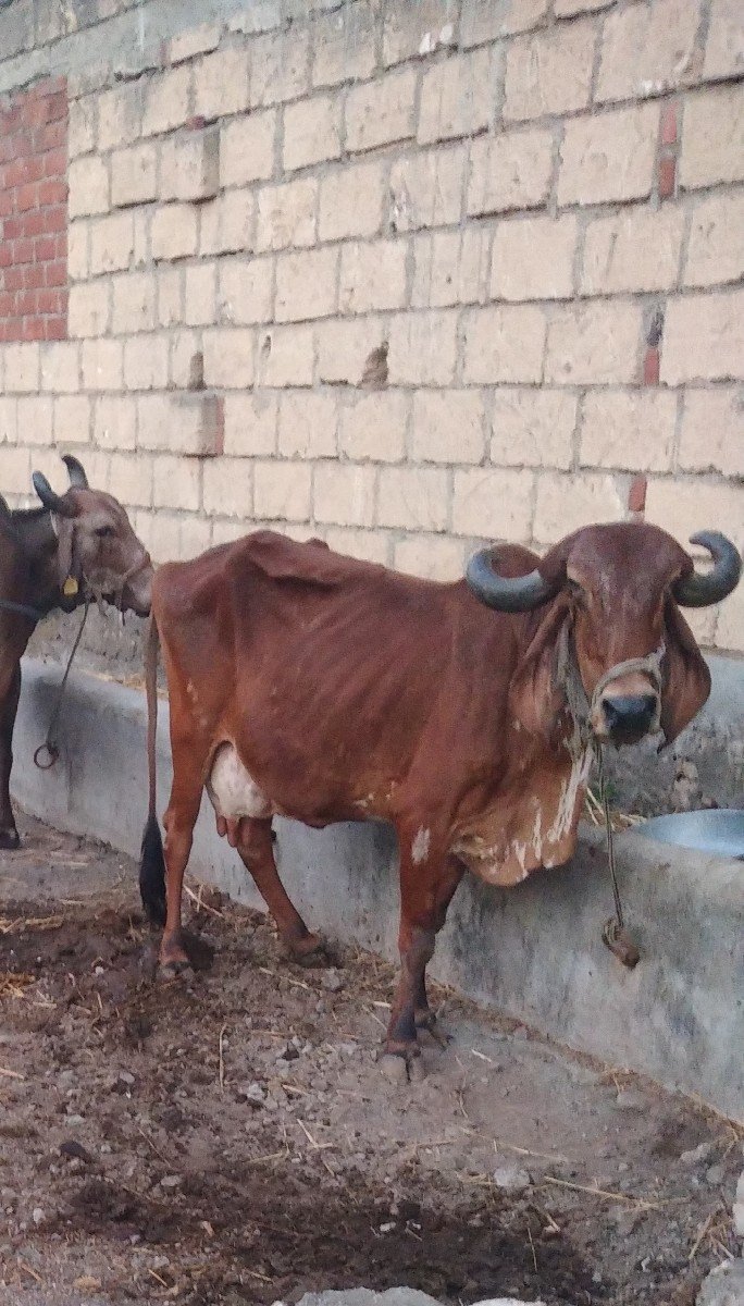 ગાય વેચવાની છે