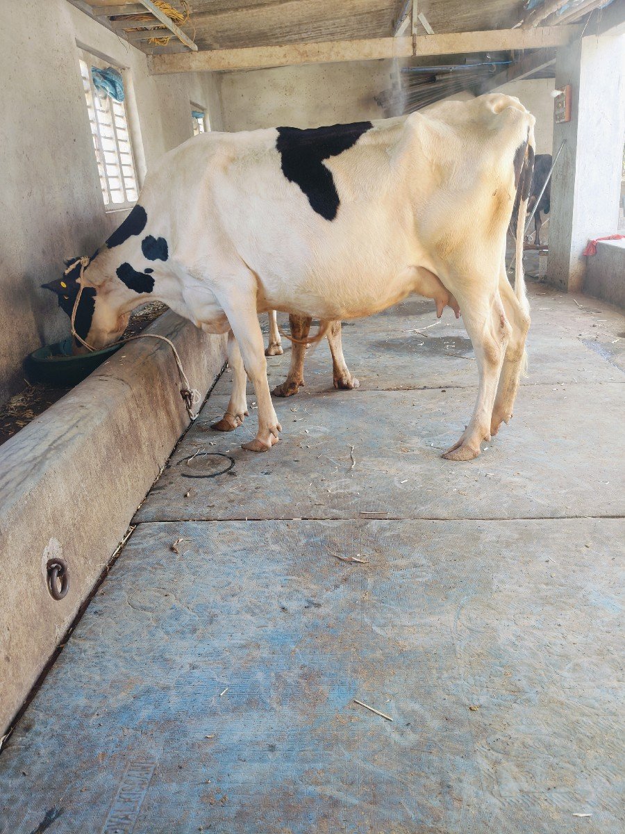 એચ. એફ. ગાય વેચવાની છે