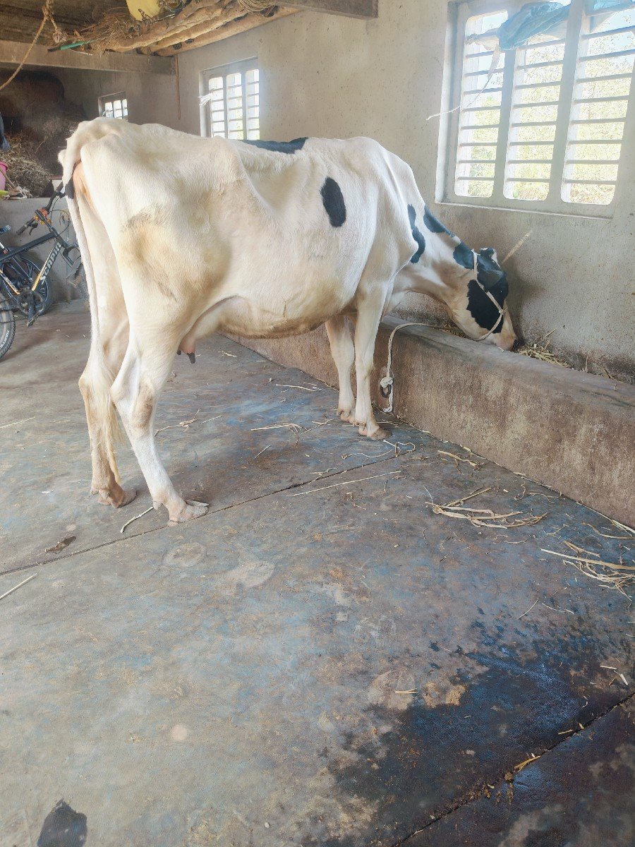 એચ. એફ. ગાય વેચવાની છે