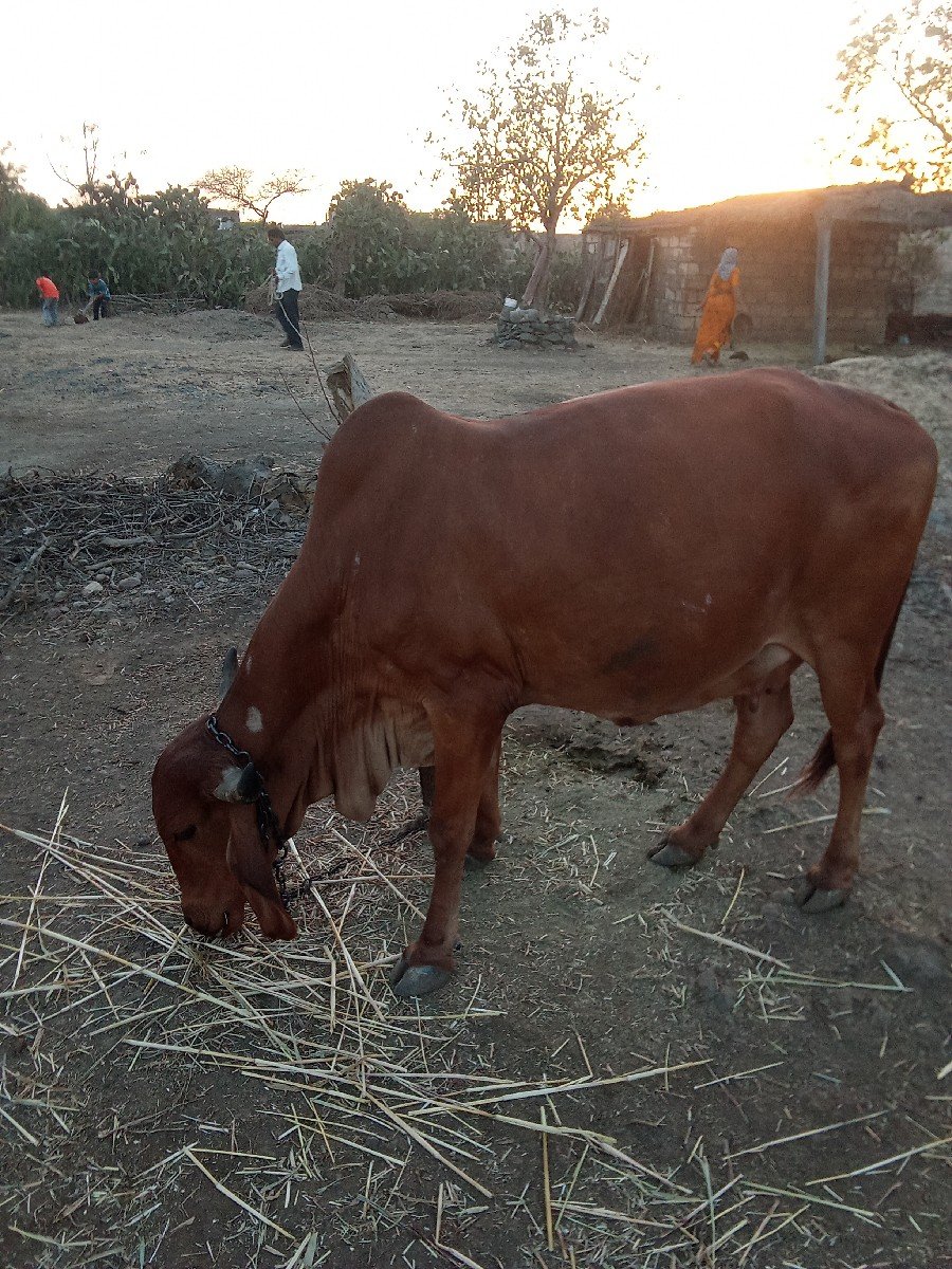 ગાય વેચવાની છે.