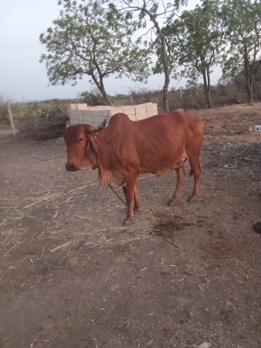 ગાય વેચવાની છે.