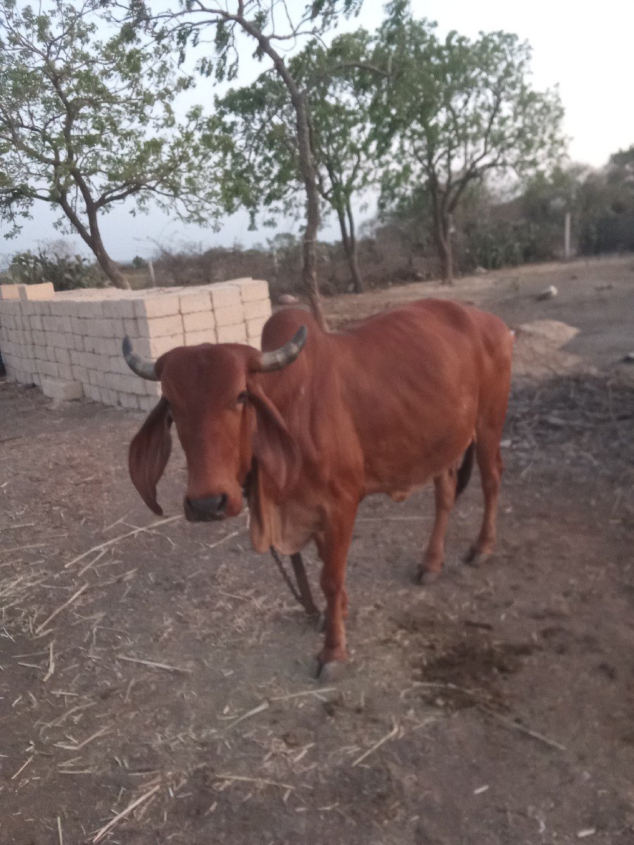 ગાય વેચવાની છે.