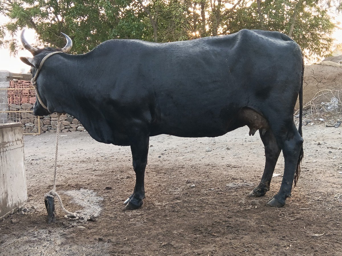 જર્સી હોડકી વેચવાની છે