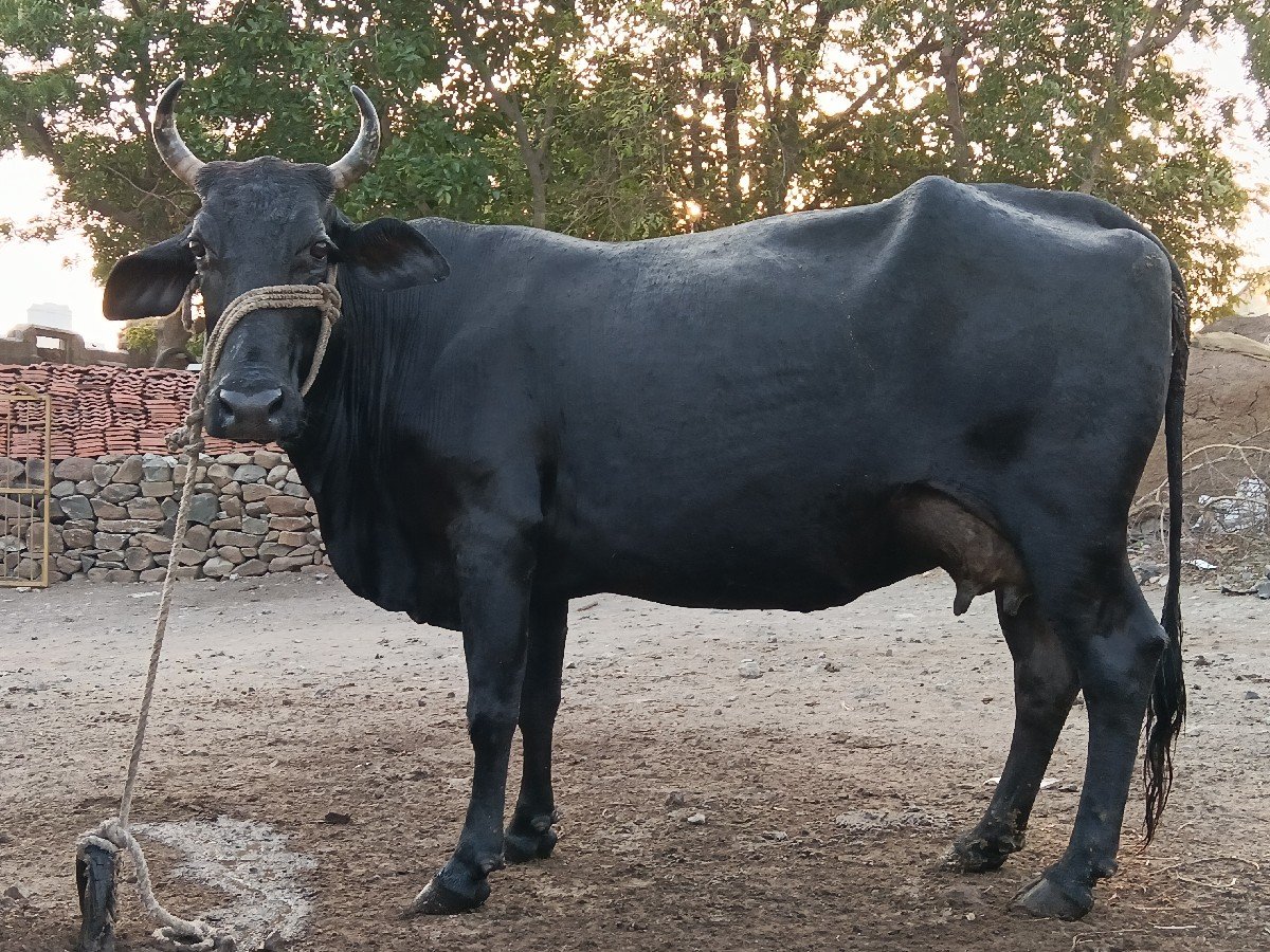 જર્સી હોડકી વેચવાની છે