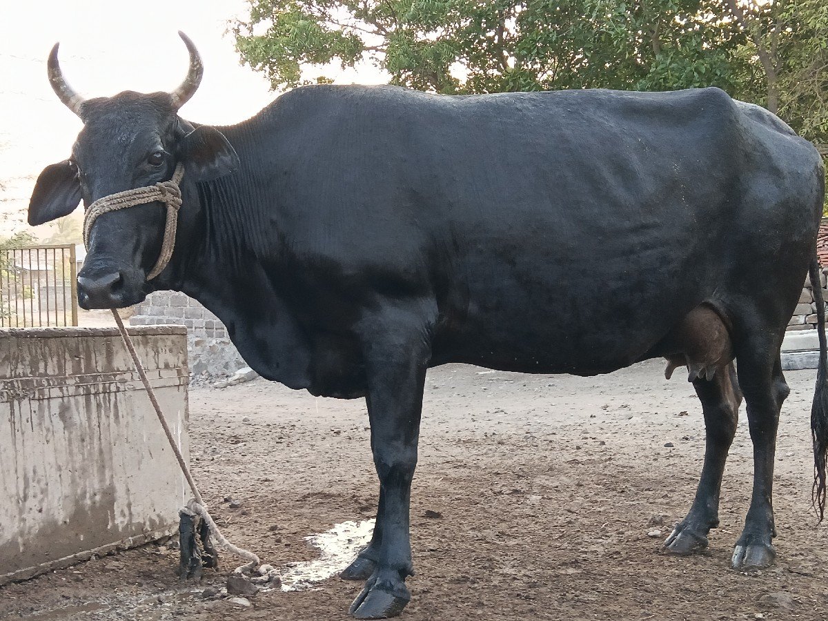 જર્સી હોડકી વેચવાની છે