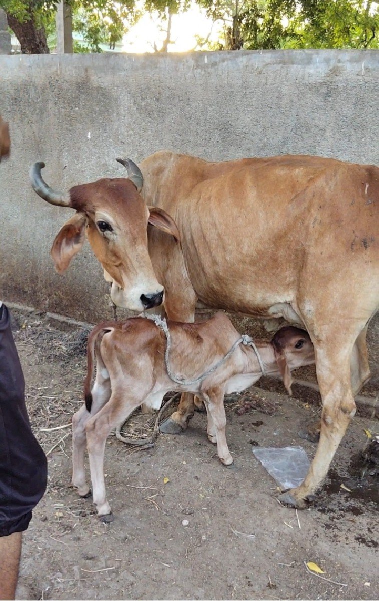 ગાય વેચવાની છે