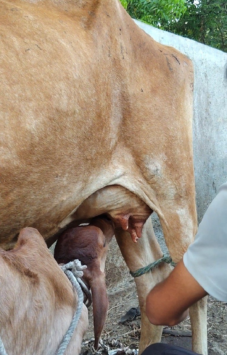 ગાય વેચવાની છે