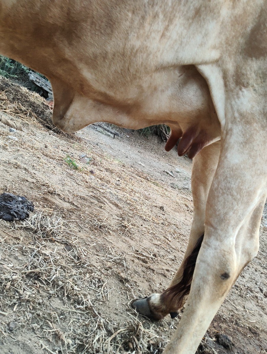 ગાય વેચવાની છે