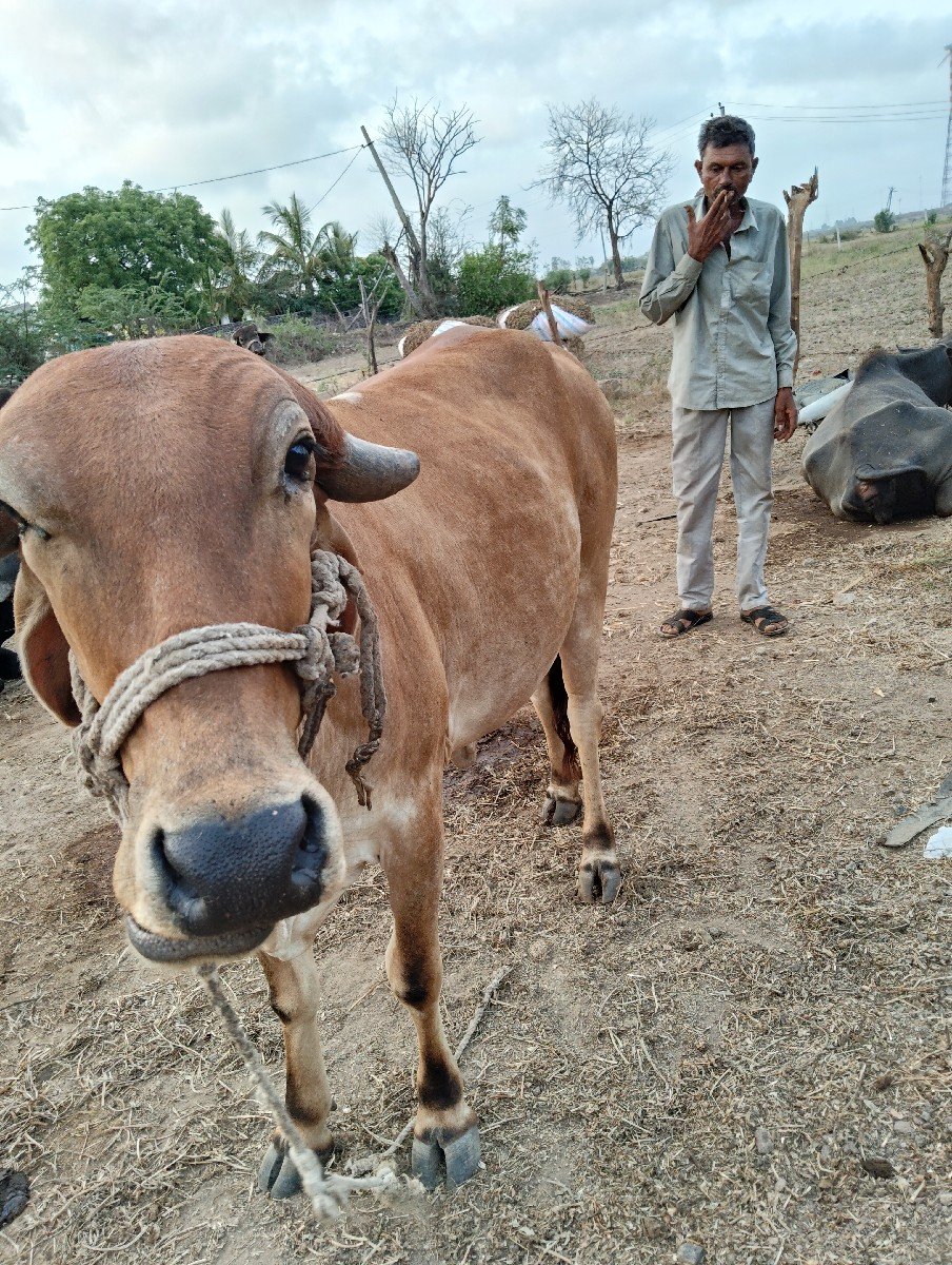 ગાય વેચવાની છે