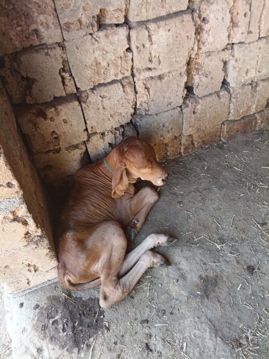 ગાય વેચવાની છે
