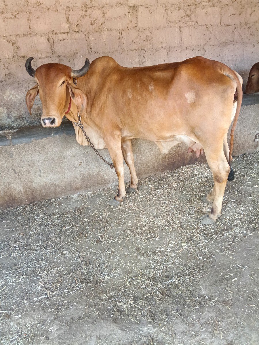 ગાય વેચવાની છે