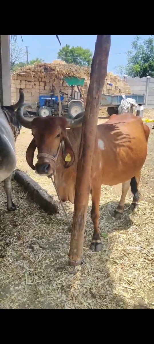દેશી ગાય વેચવાની છે