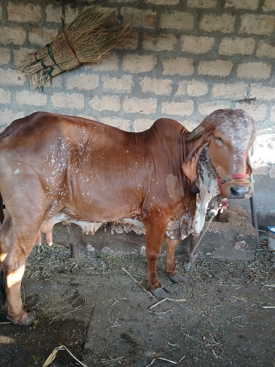 દેશી ગીર ગાય વેચવાની છે.