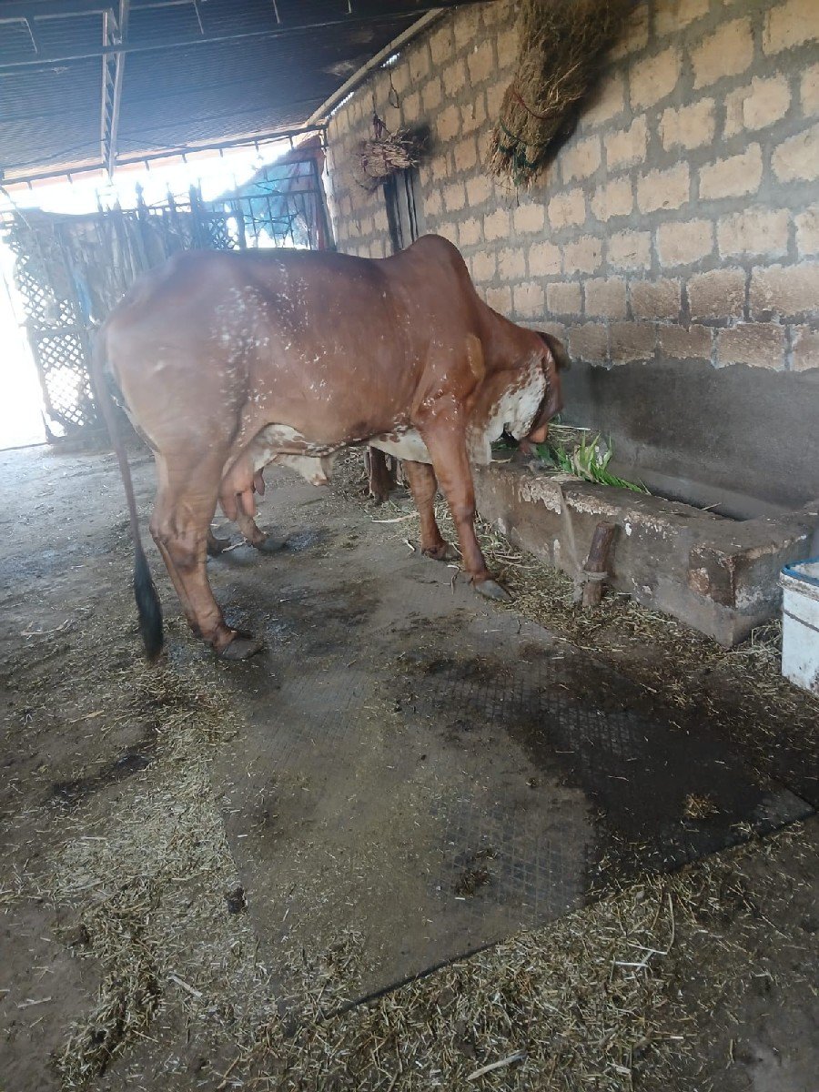 દેશી ગીર ગાય વેચવાની છે.