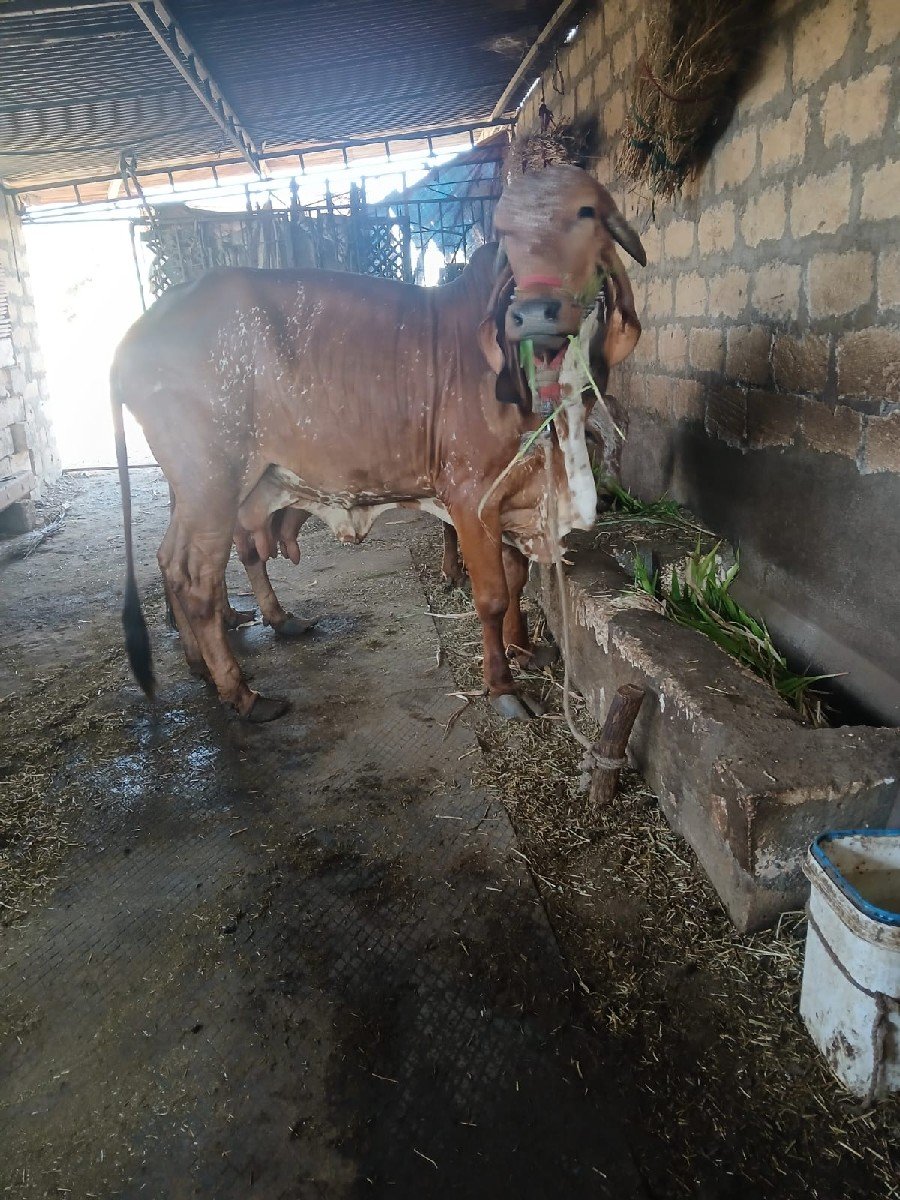 દેશી ગીર ગાય વેચવાની છે.