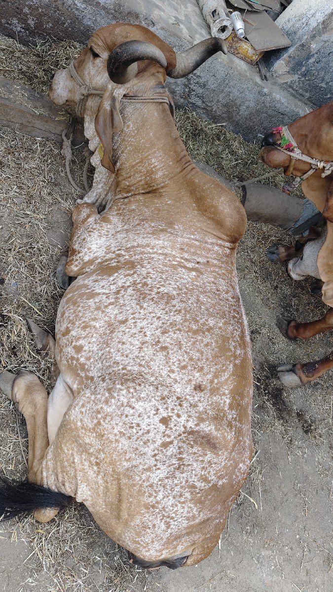 4 - 5 દીવસ માં ગાય વ્યાયેમ છે