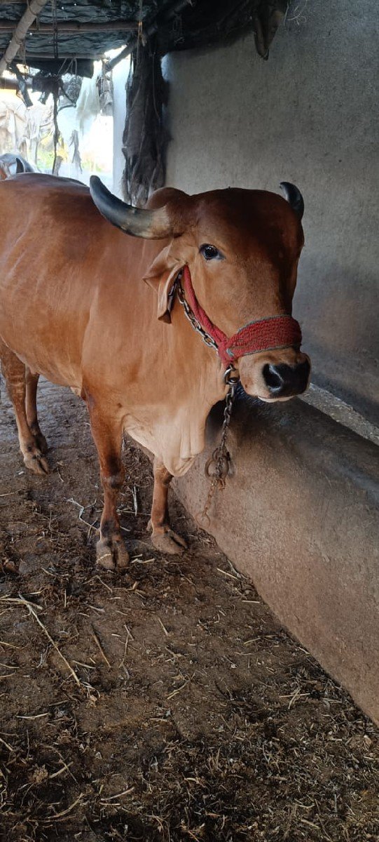 10.થી15 દીવસ વાર સે