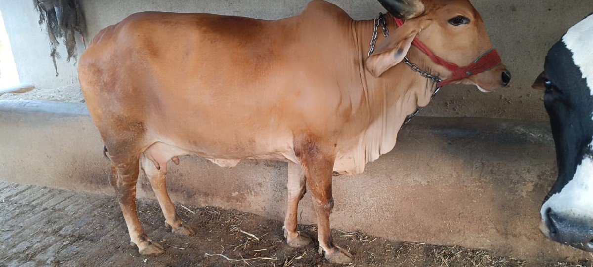 10.થી15 દીવસ વાર સે