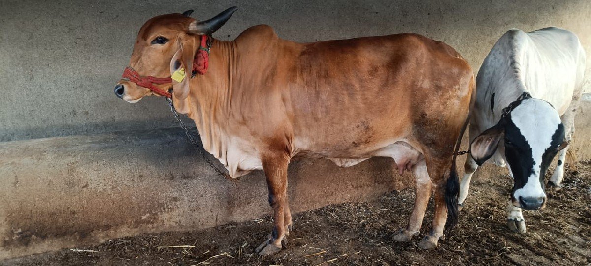 10.થી15 દીવસ વાર સે