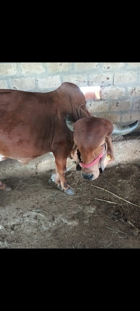 ગાય વેચવાની છે