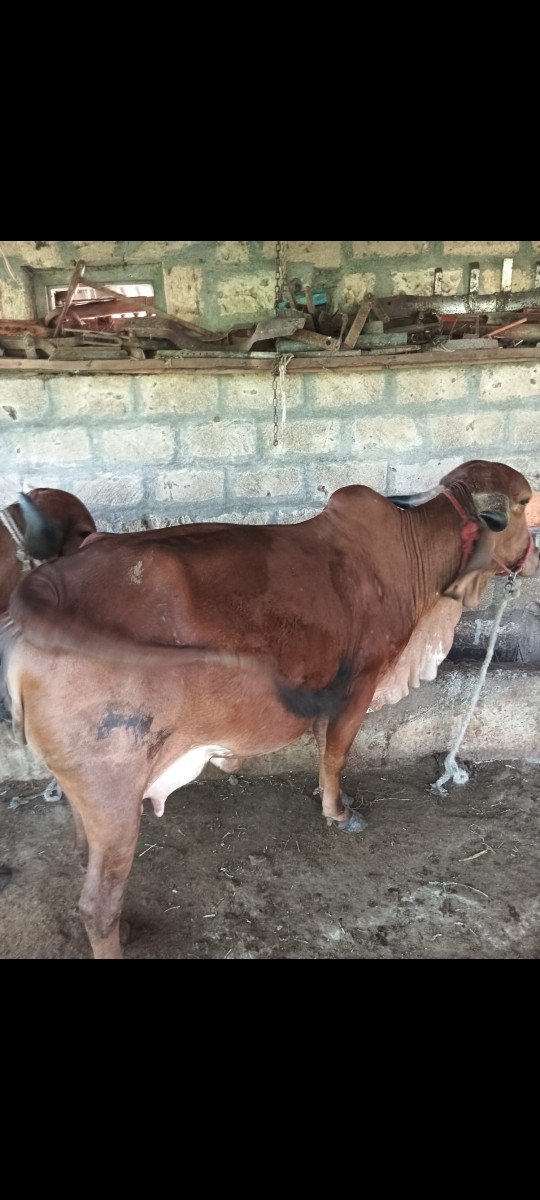 ગાય વેચવાની છે