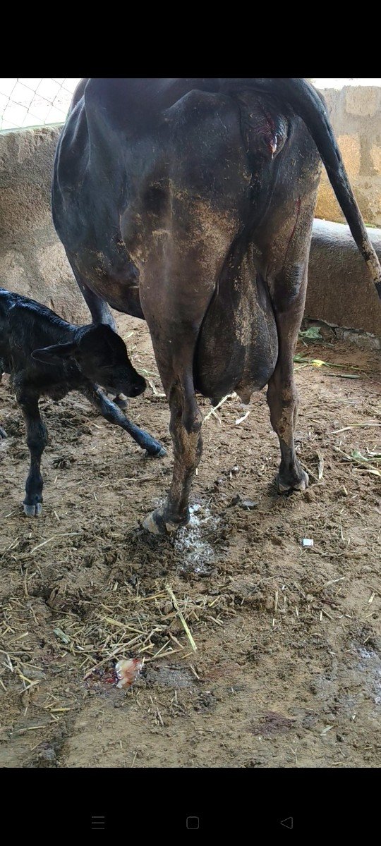 ગાય વેચવાની છે તીજુ વેતર