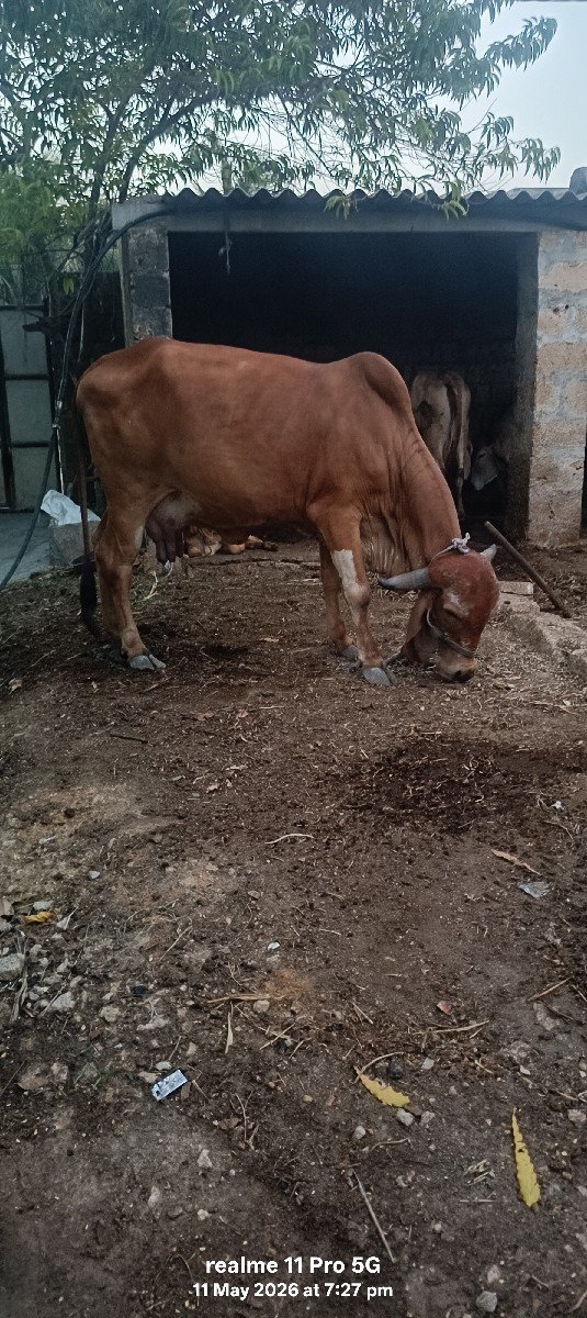 ગીર ગાય વેચવાની છે