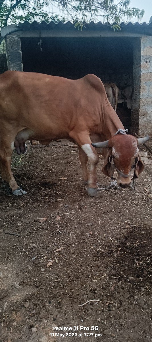 ગીર ગાય વેચવાની છે