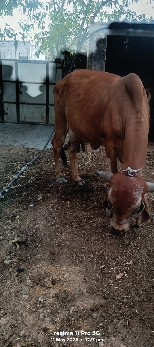 ગીર ગાય વેચવાની છે