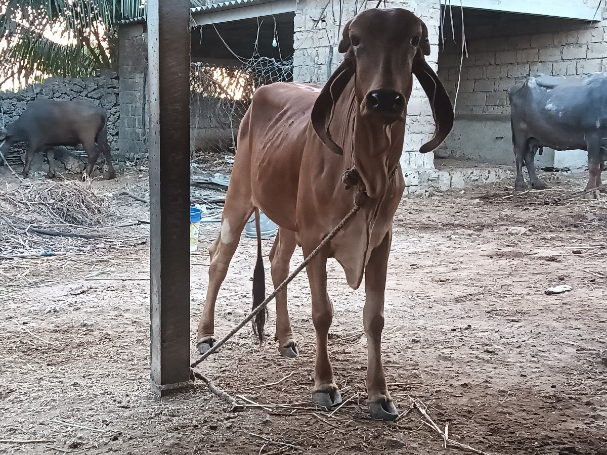 વાછડી વેચવાની છે
