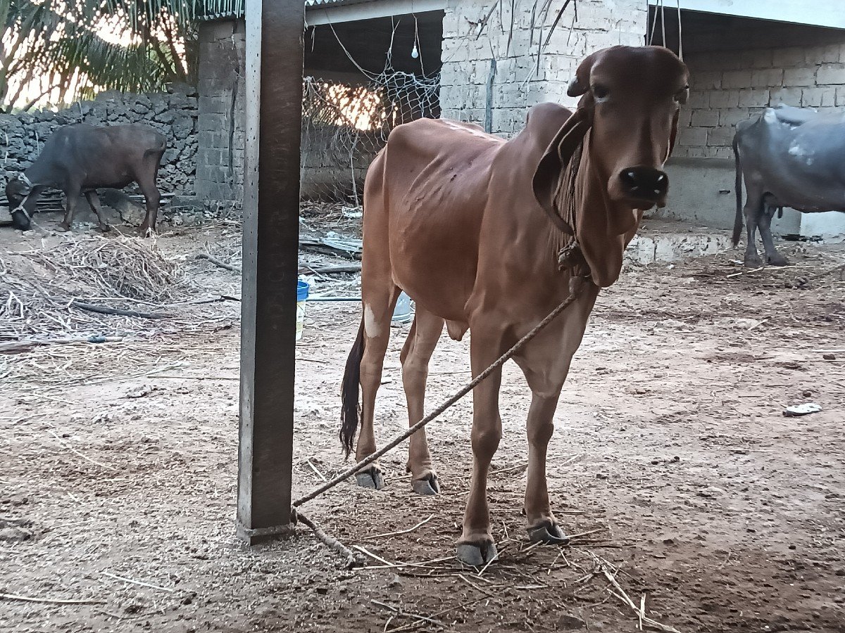 વાછડી વેચવાની છે