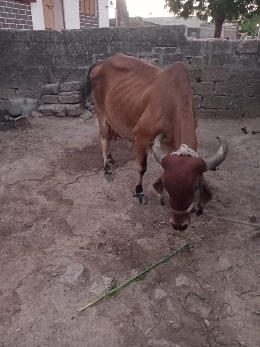 દેશી ગાય વેચવાની છે