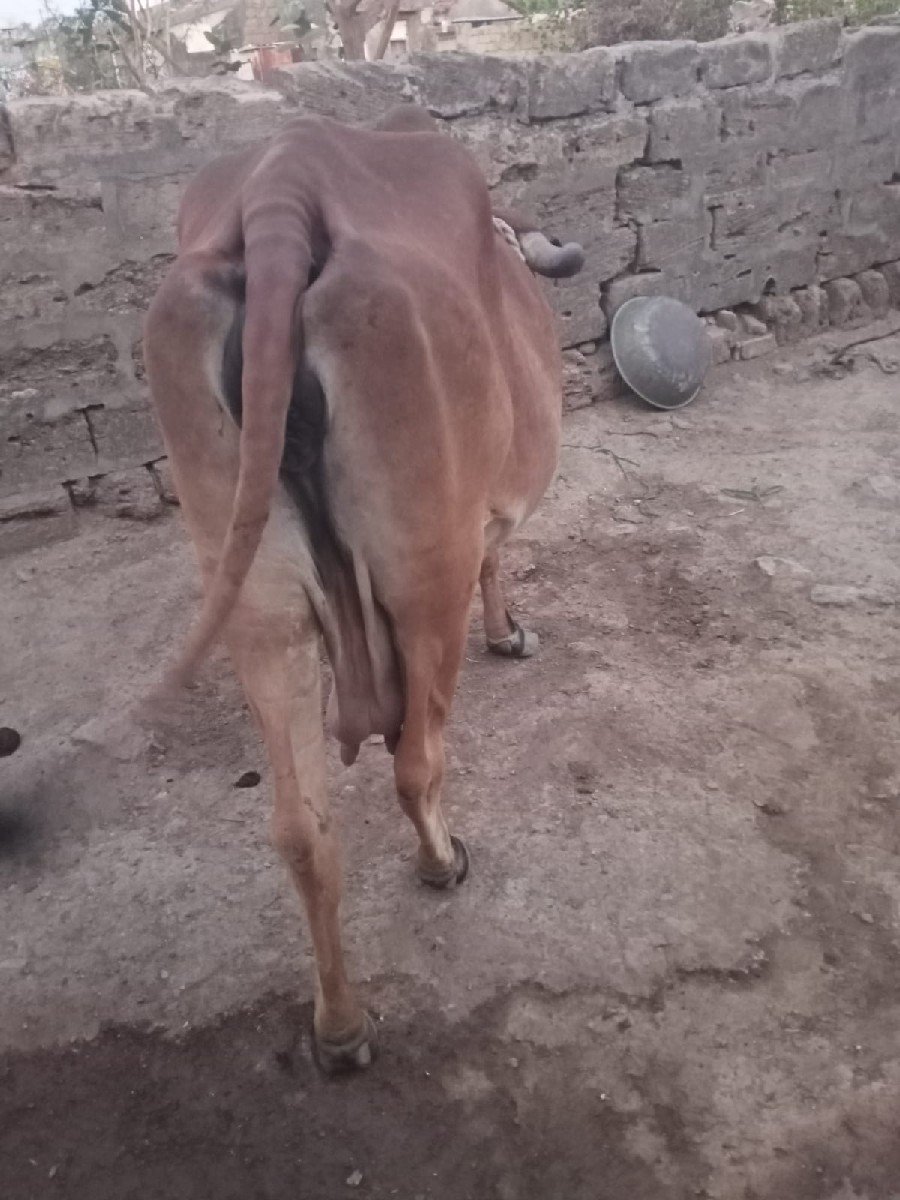 દેશી ગાય વેચવાની છે