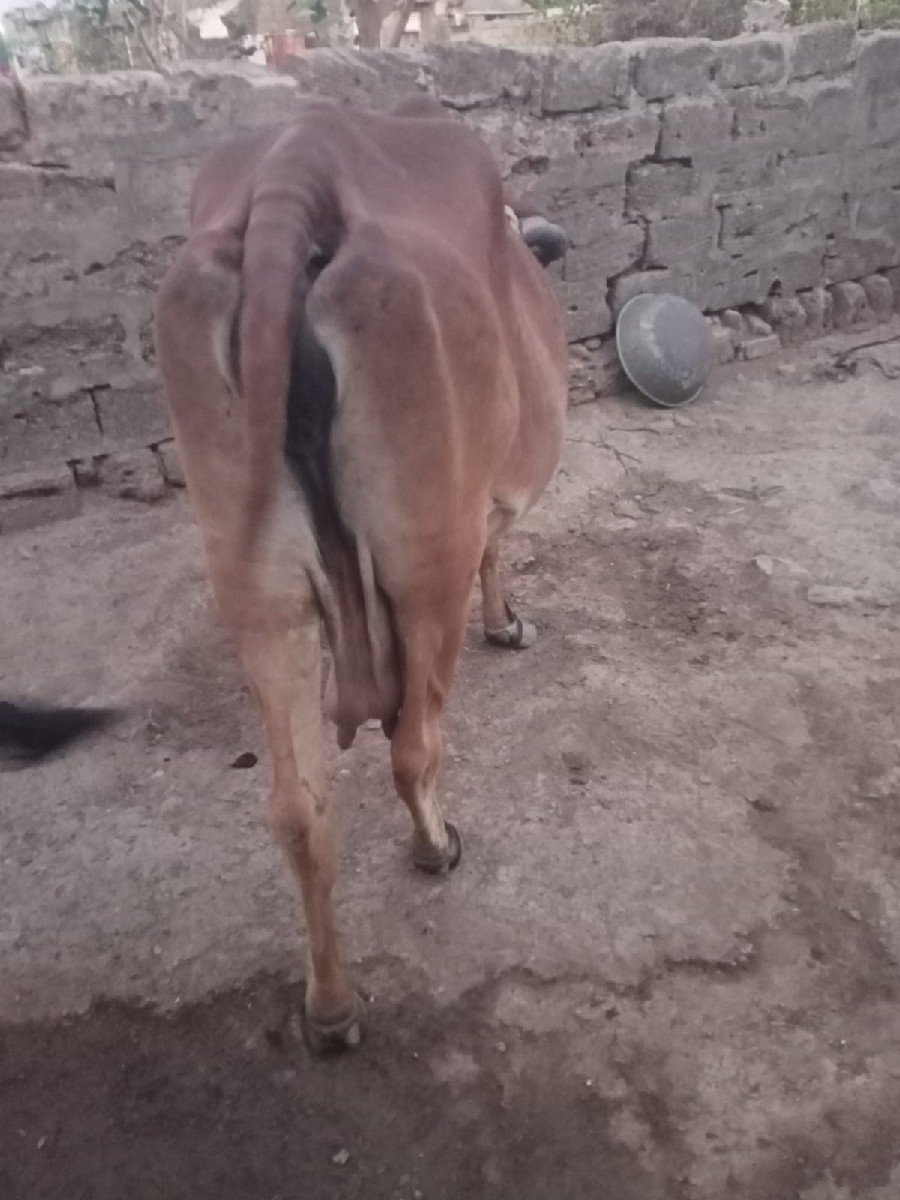 દેશી ગાય વેચવાની છે