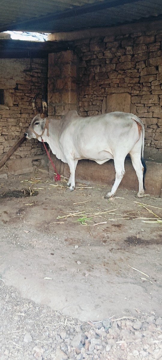 કાંકરેજ ગાય વેચવાની છે