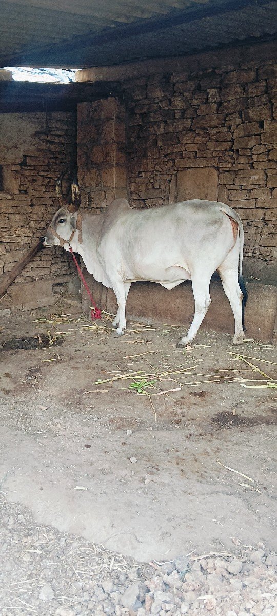 કાંકરેજ ગાય વેચવાની છે