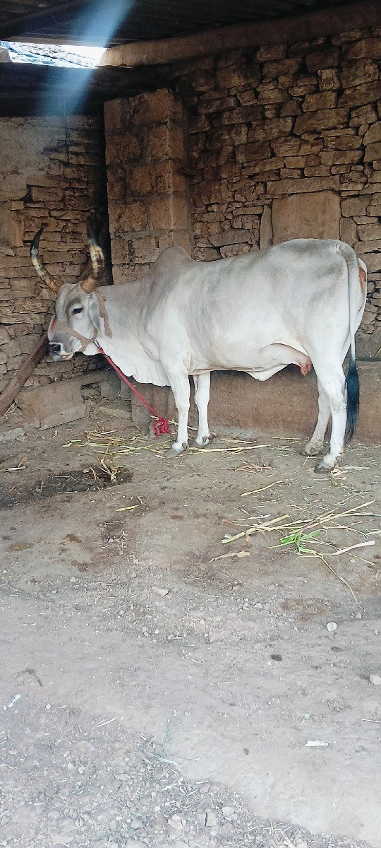 કાંકરેજ ગાય વેચવાની છે