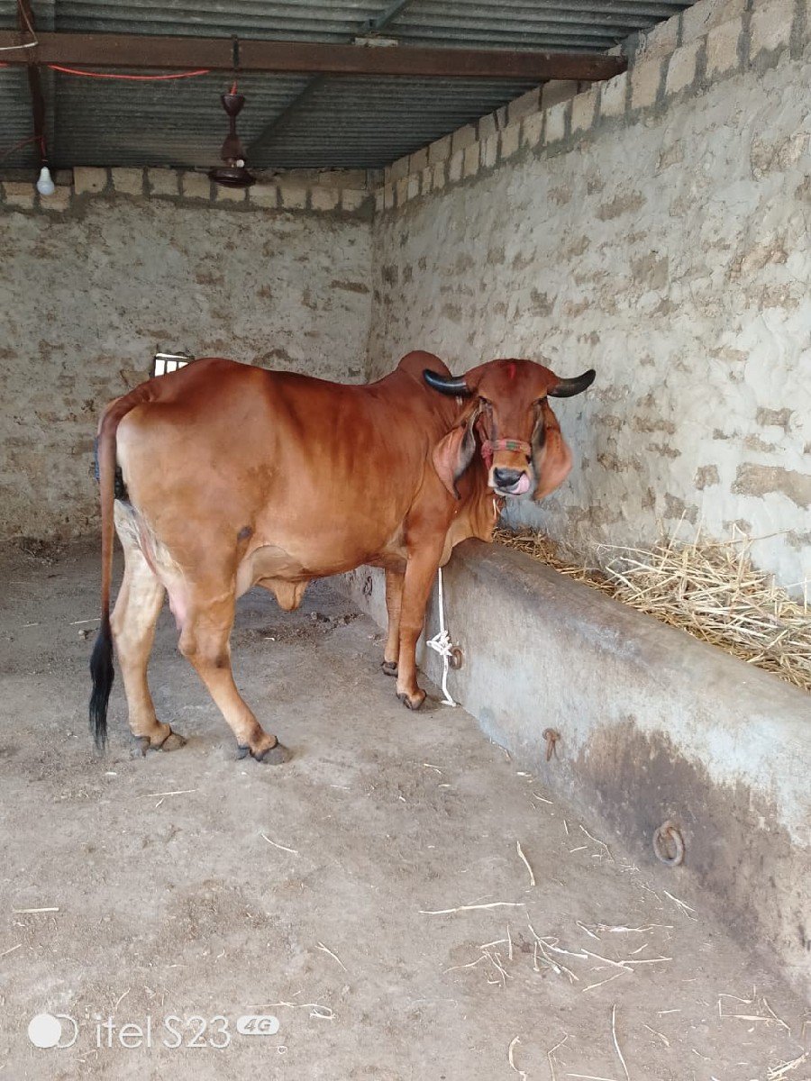 ગીર ગાય વેચવાની છે