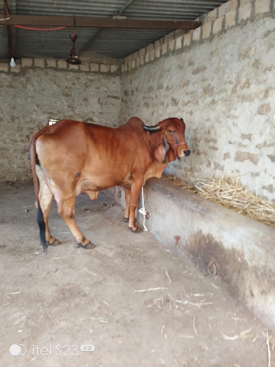 ગીર ગાય વેચવાની છે