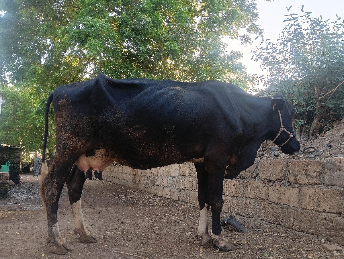 2 ju vetar