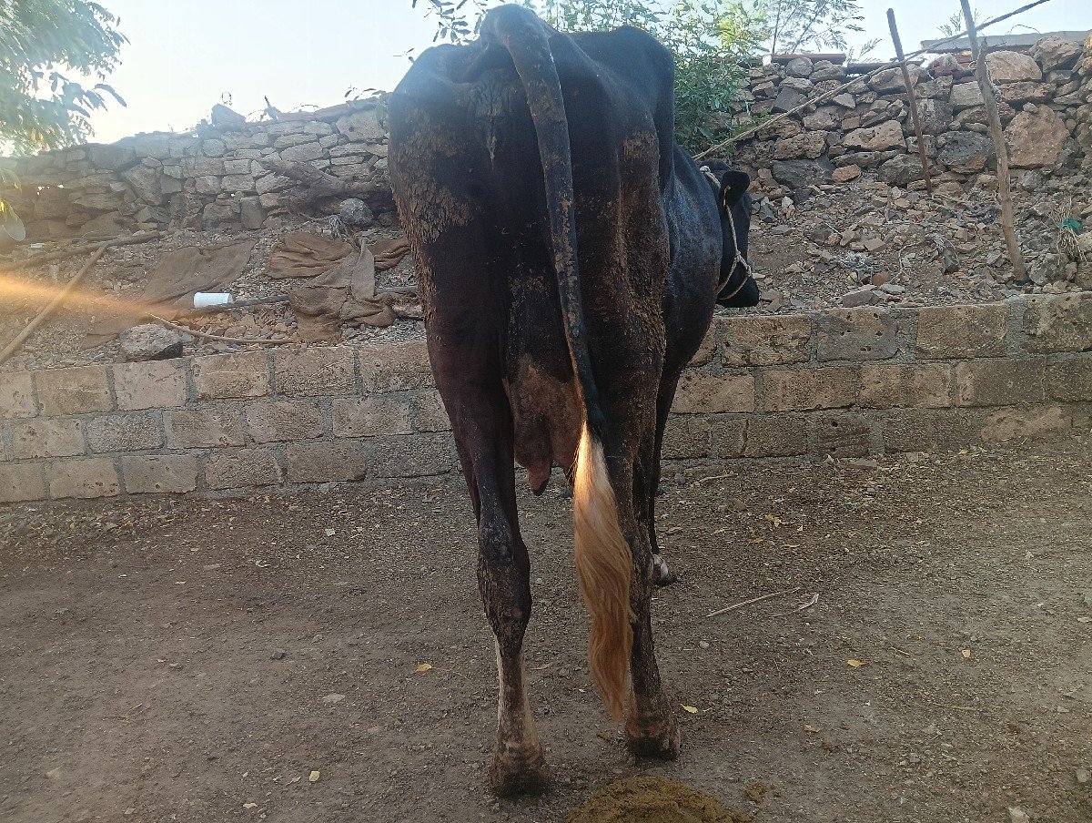 2 ju vetar