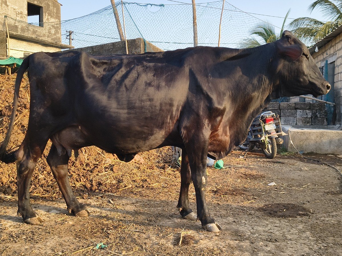 ચોથુ વેતર