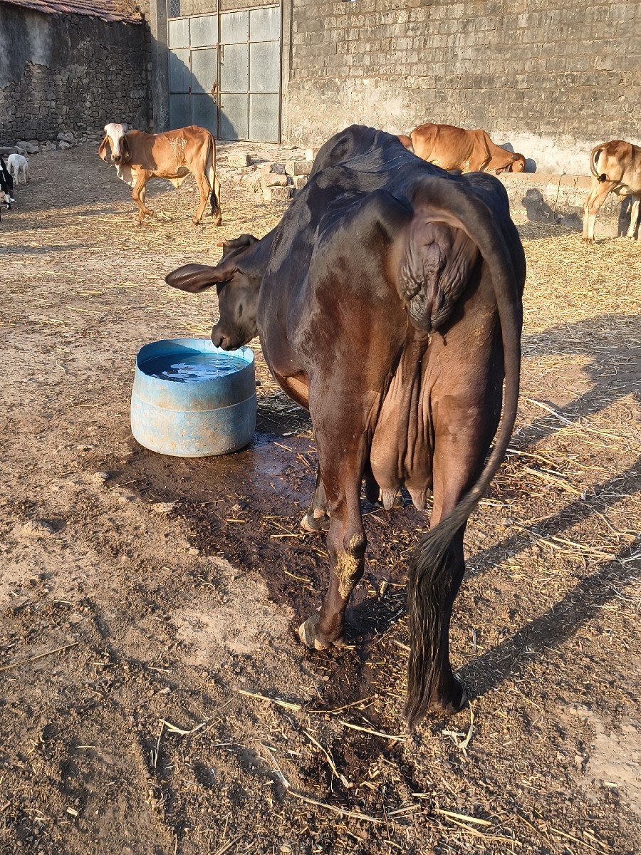 ચોથુ વેતર