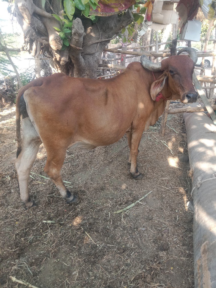લેવા માટે 9978357160
