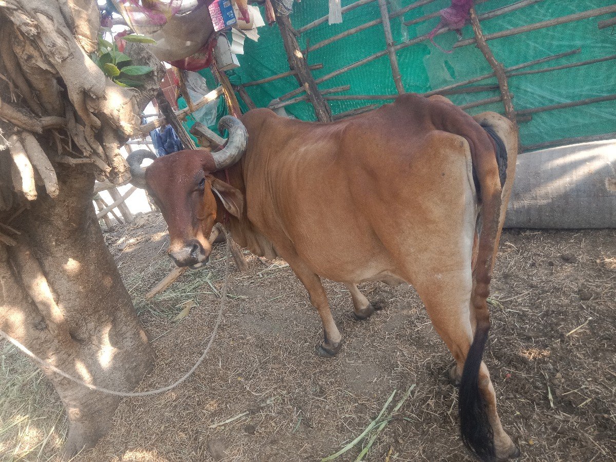લેવા માટે 9978357160