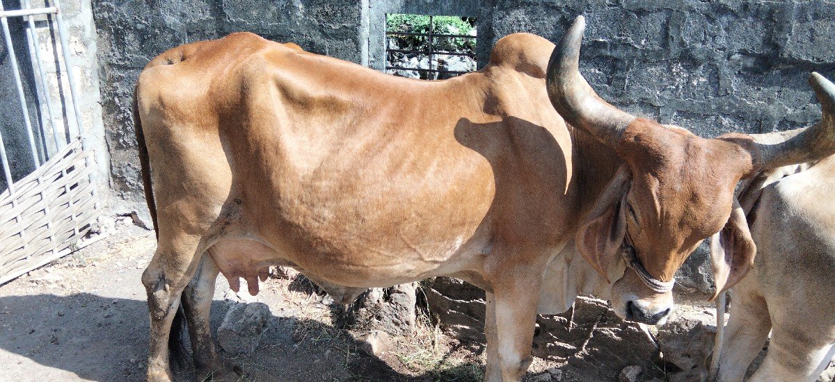 ગાય વેચવાની છે
