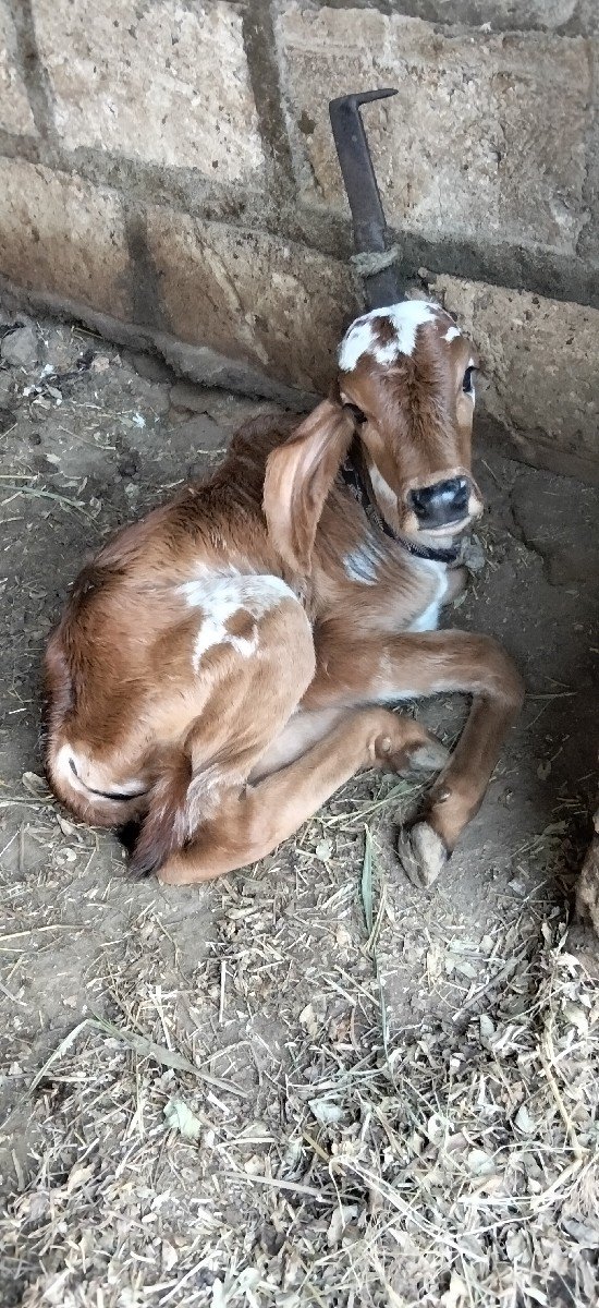 ગાય વેચવાની છે