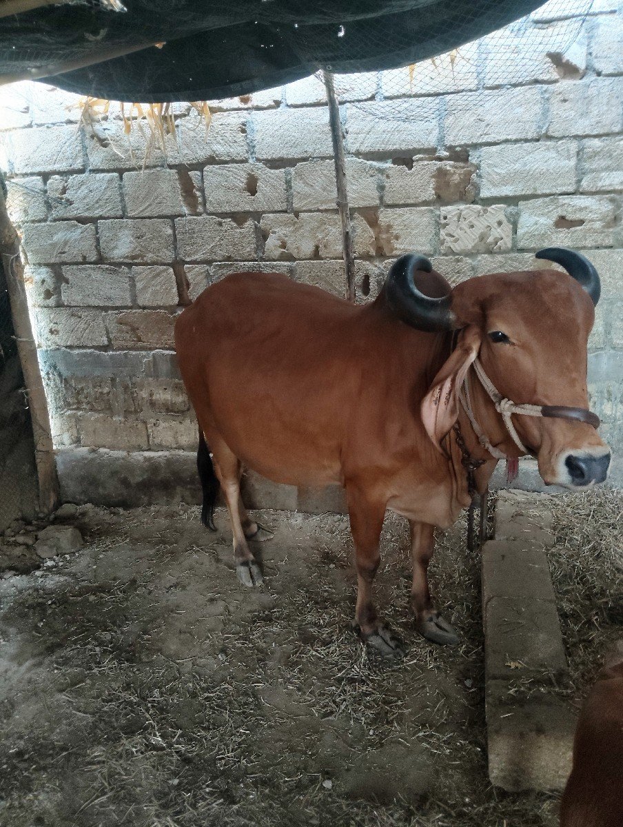 ગાય વેચવાની છે