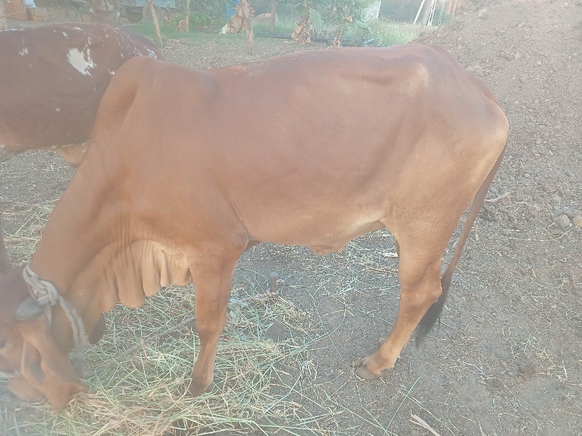 હોળકી વેચવાની છે